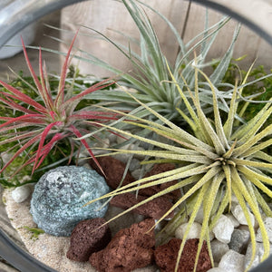 DIY Kit - Air Plant - 5.5" Terrarium Glass Slant Bowl - Succulent-Plants.com