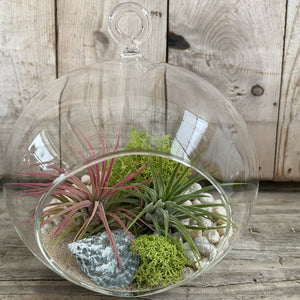DIY Kit - Air Plant - 6" Terrarium Hanging Glass Globe - Succulent-Plants.com