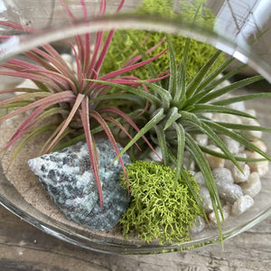 DIY Kit - Air Plant - 6" Terrarium Hanging Glass Globe - Succulent-Plants.com