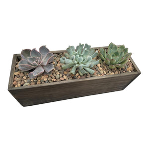 DIY Kit - Succulent - 12" Wood Rectangular Planter Box - Succulent-Plants.com