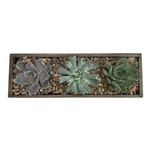 Load image into Gallery viewer, DIY Kit - Succulent - 12&quot; Wood Rectangular Planter Box - Succulent-Plants.com
