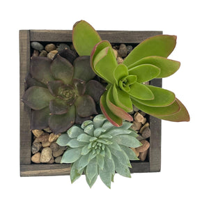 DIY Kit - Succulent - 4" Wood Square Planter Box - Succulent-Plants.com