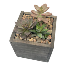 Load image into Gallery viewer, DIY Kit - Succulent - 4&quot; Wood Square Planter Box - Succulent-Plants.com
