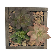 Load image into Gallery viewer, DIY Kit - Succulent - 4&quot; Wood Square Planter Box - Succulent-Plants.com
