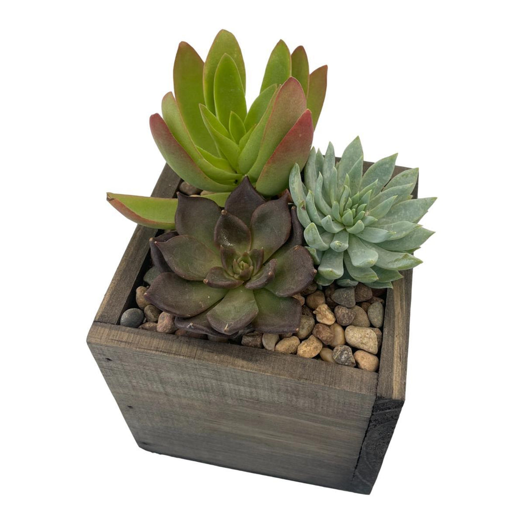 DIY Kit - Succulent - 4
