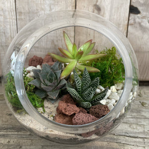 DIY Kit - Succulent - 5.5" Terrarium Glass Slant Bowl - Succulent-Plants.com