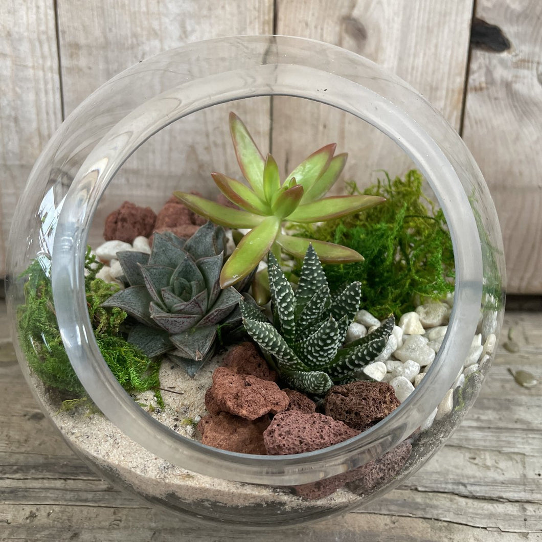 DIY Kit - Succulent - 5.5