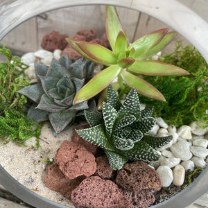DIY Kit - Succulent - 5.5" Terrarium Glass Slant Bowl - Succulent-Plants.com