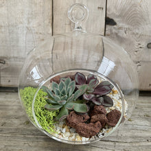 Load image into Gallery viewer, DIY Kit - Succulent - 6&quot; Terrarium Hanging Glass Globe - Succulent-Plants.com
