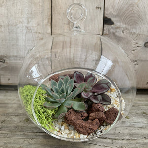 DIY Kit - Succulent - 6" Terrarium Hanging Glass Globe - Succulent-Plants.com