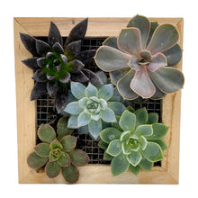 Load image into Gallery viewer, DIY Kit - Succulent - 6&quot; Wood &amp; Moss Living Frame - Succulent-Plants.com

