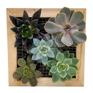 DIY Kit - Succulent - 6" Wood & Moss Living Frame - Succulent-Plants.com