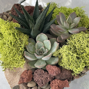 DIY Kit - Succulent - 8.5" Terrarium Glass Geometric Cube - Succulent-Plants.com