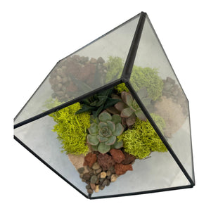 DIY Kit - Succulent - 8.5" Terrarium Glass Geometric Cube - Succulent-Plants.com