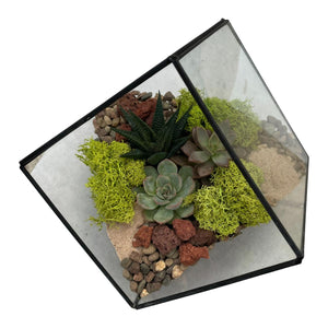 DIY Kit - Succulent - 8.5" Terrarium Glass Geometric Cube - Succulent-Plants.com