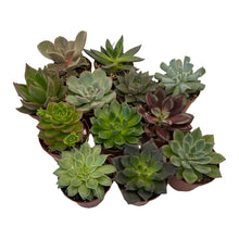 Load image into Gallery viewer, Echeveria - Succulent-Plants.com
