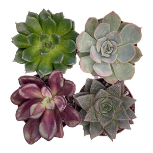 Echeveria - Succulent-Plants.com
