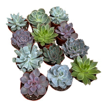 Load image into Gallery viewer, Echeveria - Succulent-Plants.com

