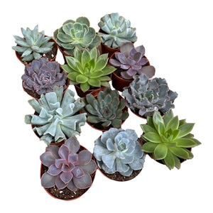 Echeveria - Succulent-Plants.com