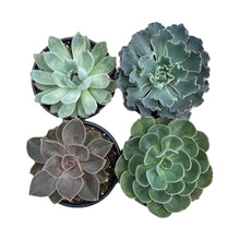 Load image into Gallery viewer, Echeveria - Succulent-Plants.com
