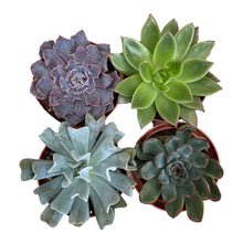 Load image into Gallery viewer, Echeveria - Succulent-Plants.com
