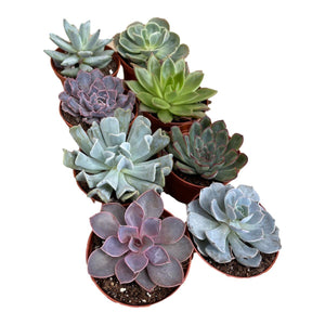 Echeveria - Succulent-Plants.com