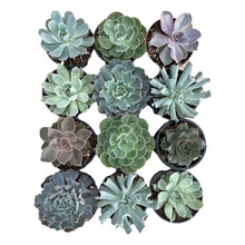 Load image into Gallery viewer, Echeveria - Succulent-Plants.com
