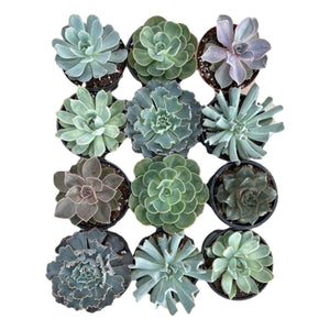 Echeveria - Succulent-Plants.com