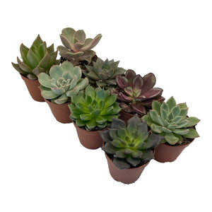 Echeveria - Succulent-Plants.com