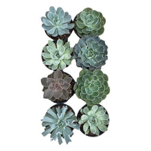 Load image into Gallery viewer, Echeveria - Succulent-Plants.com
