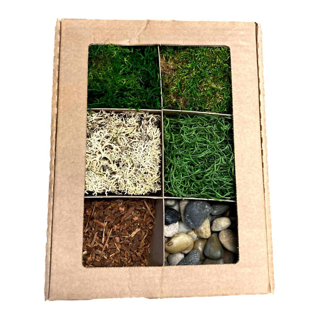 Forrest Terrarium Kit - Succulent-Plants.com