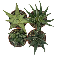 Load image into Gallery viewer, Haworthia - Succulent-Plants.com
