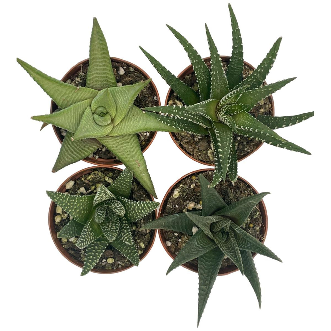Haworthia - Succulent-Plants.com
