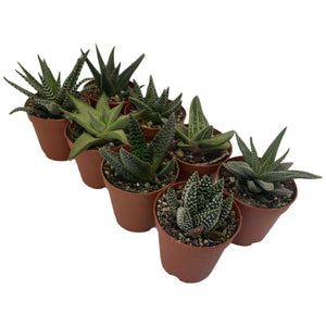 Haworthia - Succulent-Plants.com
