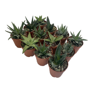 Haworthia - Succulent-Plants.com