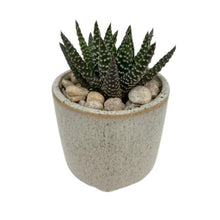 Load image into Gallery viewer, Haworthia DIY Planter Kit - Succulent-Plants.com
