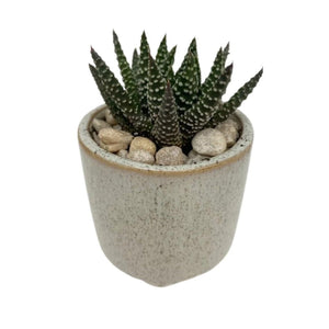 Haworthia DIY Planter Kit - Succulent-Plants.com