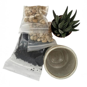 Haworthia DIY Planter Kit - Succulent-Plants.com