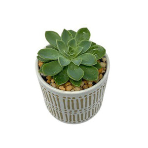 Medium Single Succulent DIY Box - Succulent-Plants.com