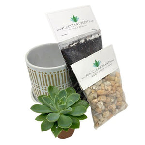 Medium Single Succulent DIY Gift Box - Succulent-Plants.com
