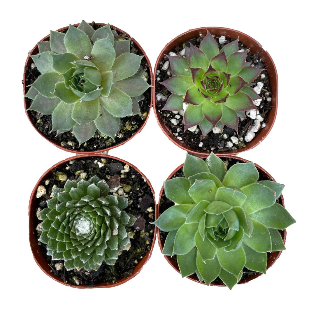 Sempervivum - Succulent-Plants.com
