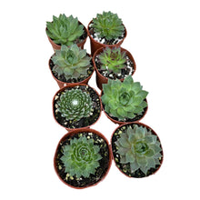 Load image into Gallery viewer, Sempervivum - Succulent-Plants.com
