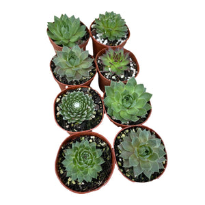 Sempervivum - Succulent-Plants.com