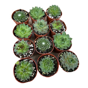 Sempervivum - Succulent-Plants.com