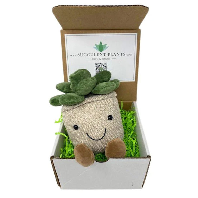 Succulent Buddy Gift Box - Succulent-Plants.com