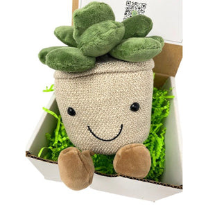 Succulent Buddy Gift Box - Succulent-Plants.com