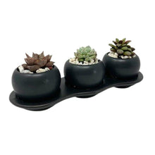 Load image into Gallery viewer, Succulent DIY Trio Gift Box - Succulent-Plants.com
