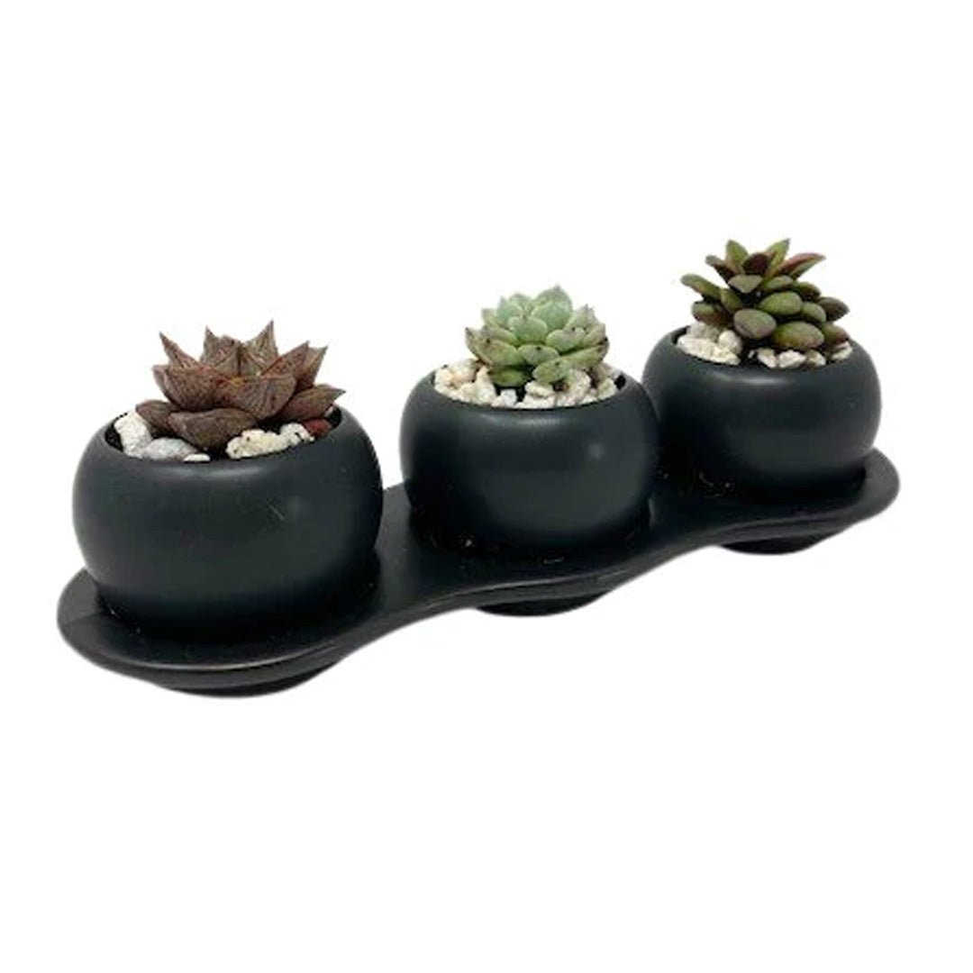 succulent trio gift Succulent DIY Trio Gift Box