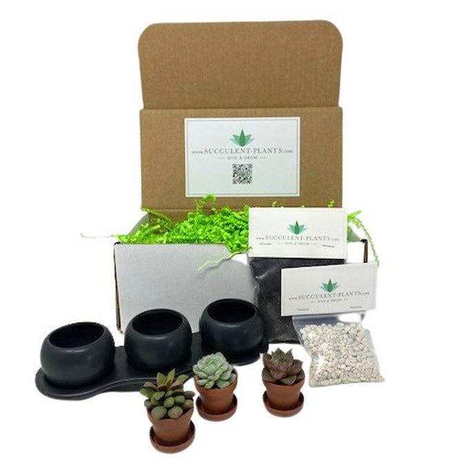 Succulent Trio Gift Box - Succulent-Plants.com