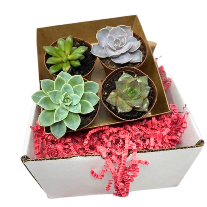 Valentine 4-Pack Succulents - Succulent-Plants.com